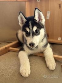 Cuccioli Siberian Husky pedigree Enci FCI