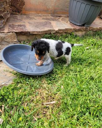 Cucciolo incrocio epagneul breton setter