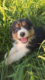 Australian shepherd