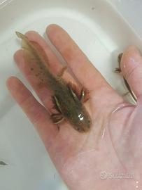 Salamandre tigre