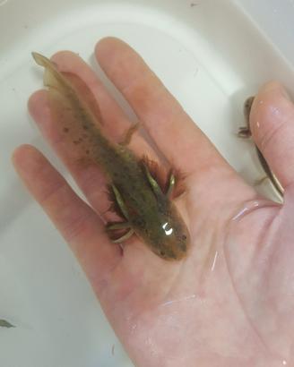 Salamandre tigre