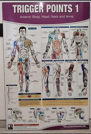 Poster Trigger Points -Anatomia Muscolare