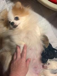 Cucciolo di Pomerania