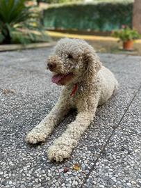 Accoppiamento Lagotto Romagnolo con Pedigree