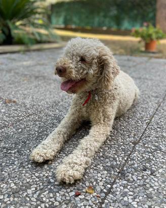 Accoppiamento Lagotto Romagnolo con Pedigree