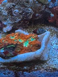 Coralli acquario - rodactis osculifera