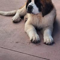 Cane di San Bernardo