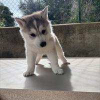 Siberian Husky