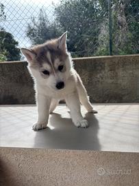 Siberian Husky