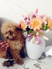 Barboncino mini toy reale