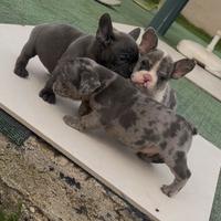 Bulldog francese