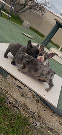 Bulldog francese