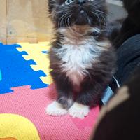 Cucciola Maine Coon con Pedigree