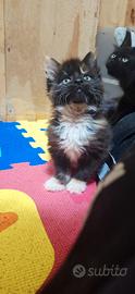 Cucciola Maine Coon con Pedigree