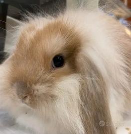 Coniglietto Ariete pelo lungo