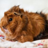 Porcellino d'india/ cavia peruviane