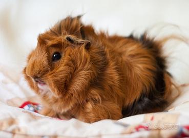 Porcellino d'india/ cavia peruviane