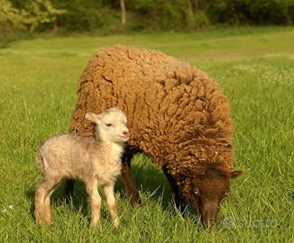 Pecore d'ouessant