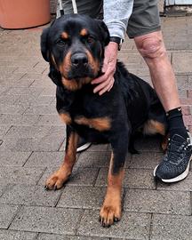 Luna rottweiler