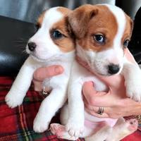 Jack russell