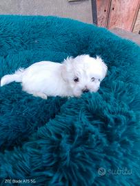 Cuccioli di maltese