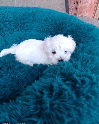 Cuccioli di maltese