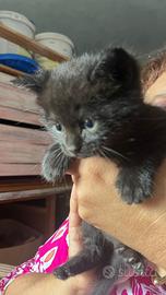 Gattino siberiano maschio nero