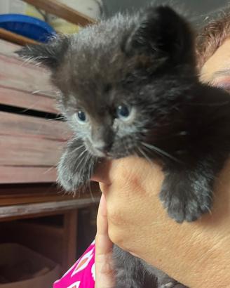 Gattino siberiano maschio nero