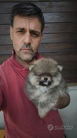 Spitz Pomerania Nano