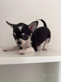Cucciolo chihuahua