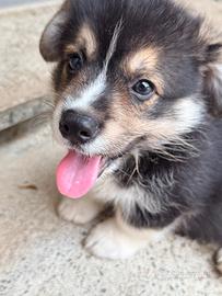 Welsh Corgi Pembroke