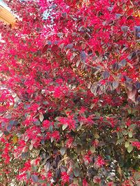 Loropetalum chinese rosso