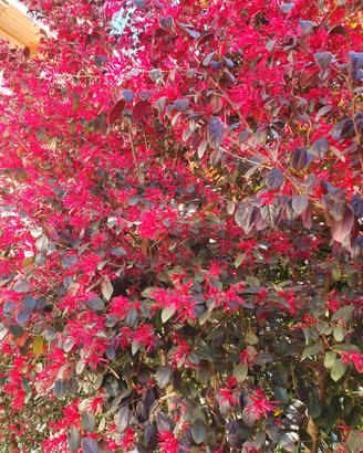 Loropetalum chinese rosso