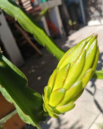 Pitaya talee, frutto del drago di colore bianco