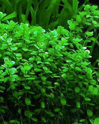 piante varie per laghetto e acquario