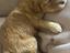 Immagine 4