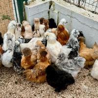 Galline