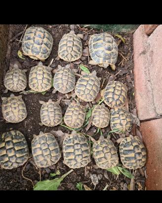 Tartarughe