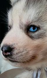 Siberian husky cucciolata con pedigree