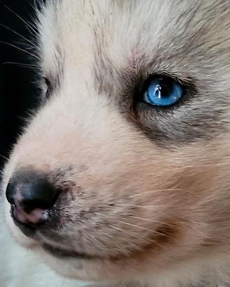Siberian husky cucciolata con pedigree