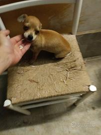 Chihuahua pincher toy