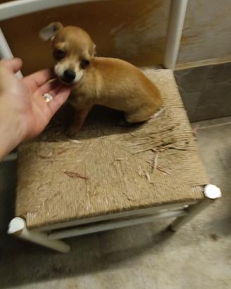 Chihuahua pincher toy
