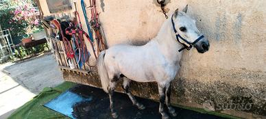 Pony