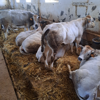 Vitelle/manzette da rimonta piemontesi
