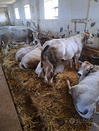 Vitelle/manzette da rimonta piemontesi