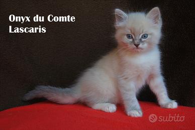 Cucciolo razza ragdoll con pedigree