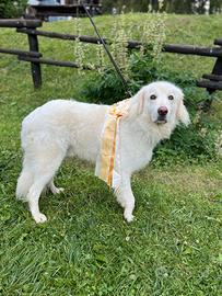 Cagnolini