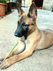 Malinois