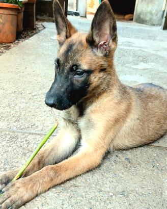 Malinois