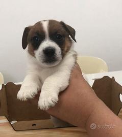 Jack Russell Terrier